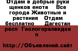 Отдам в добрые руки щенков енота. - Все города Животные и растения » Отдам бесплатно   . Дагестан респ.,Геологоразведка п.